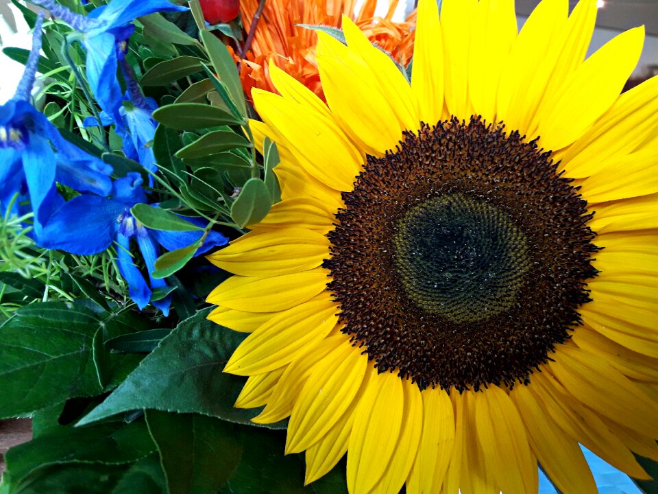 Nature summer flowers