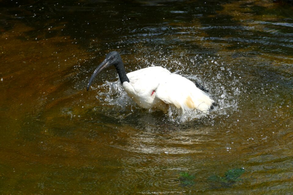 Nijlreiger nijlvogel bird
