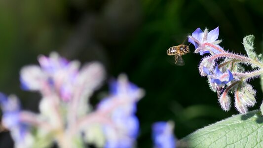 Bees insects biodiversity photo