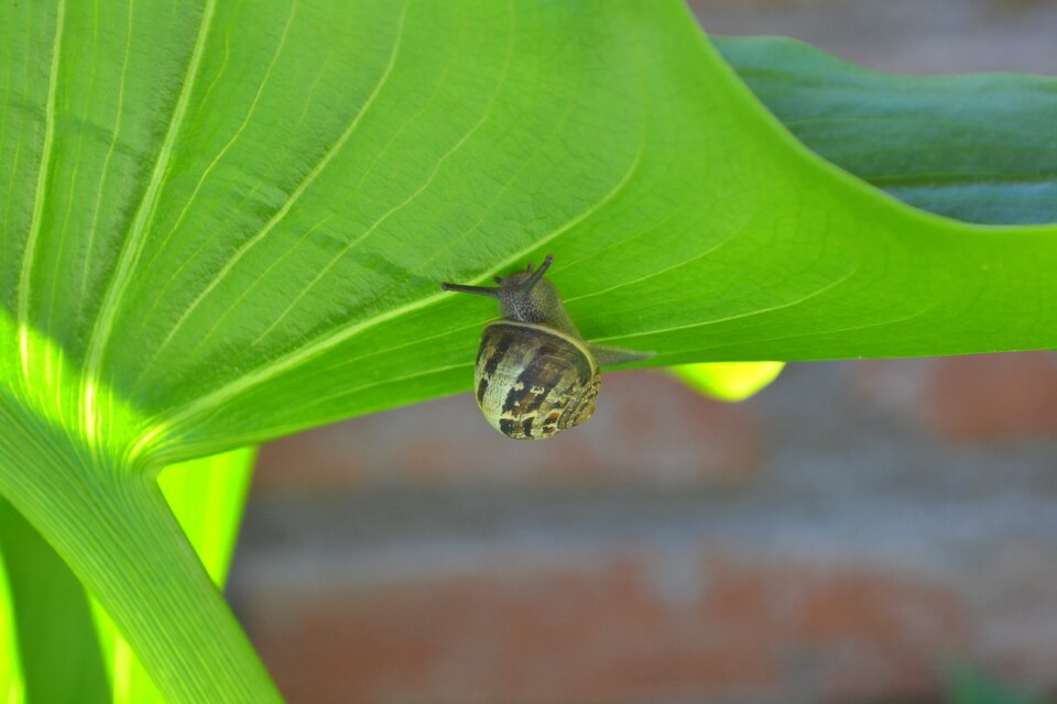 Leaf nature garden