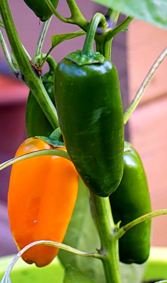 Vegetables healthy food