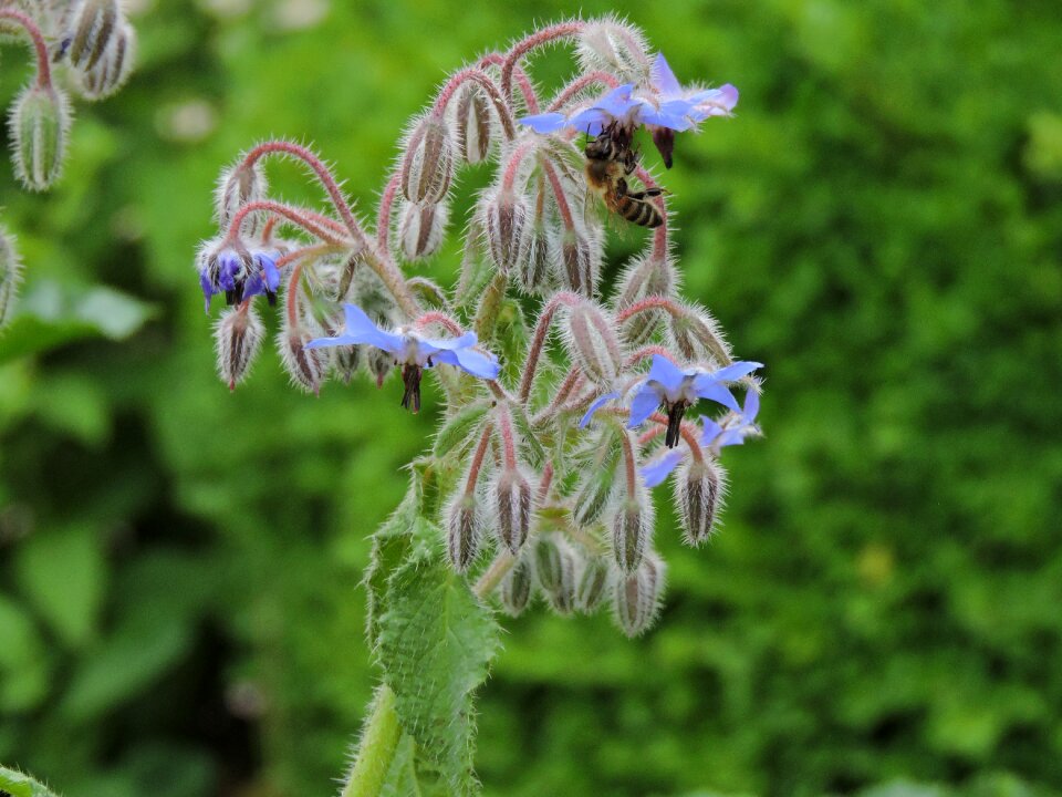 Nature blossom bloom