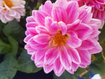 Flower sun pink photo