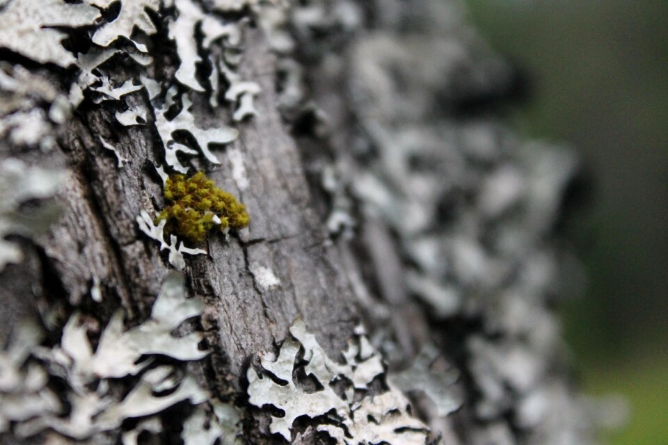 Nature forest green