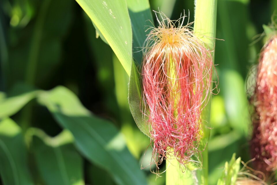 Agriculture summer field