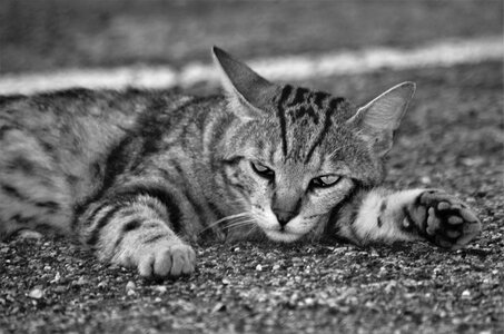 Cat european calico cat stray cat