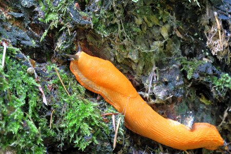 Mollusk crawl orange