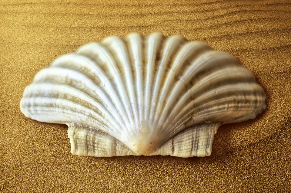 Sand seafood summer