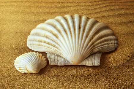 Sand seafood clam photo