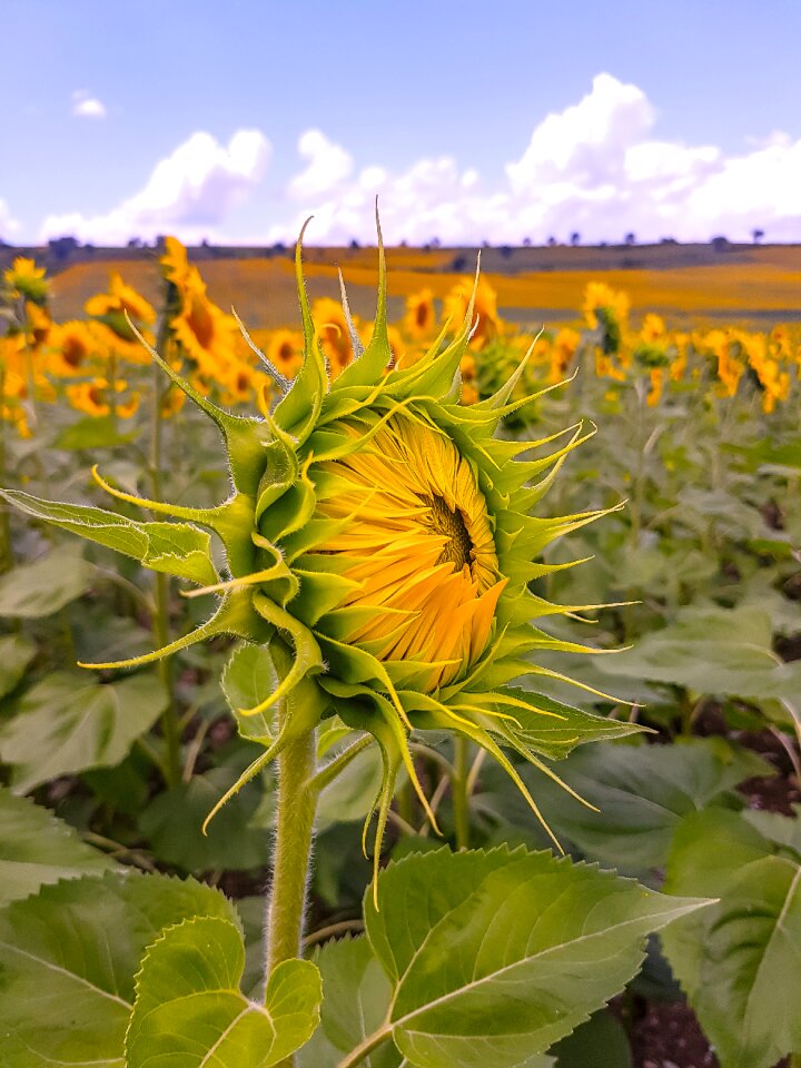 Sunflowers cloud yellow