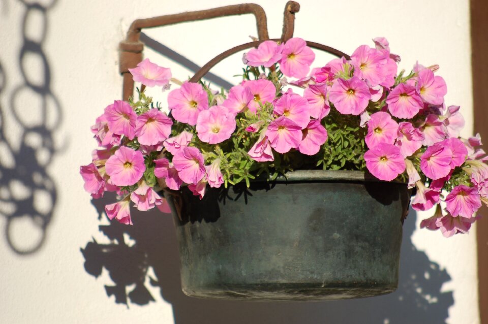 Pink flowers bloom petals