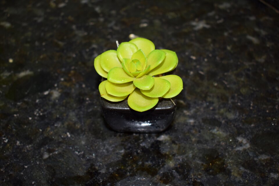 Botanist floral nature