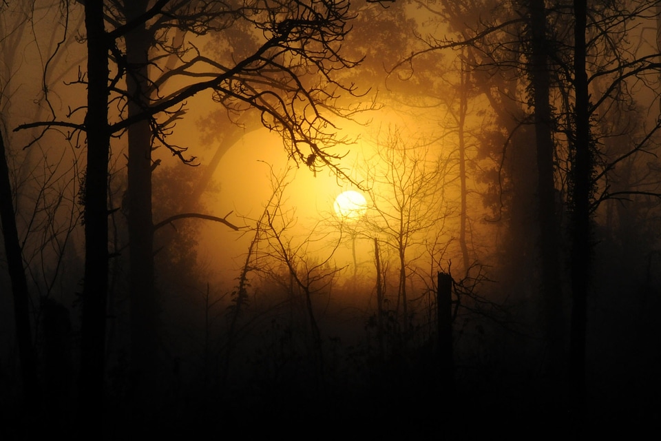 Wood sunset landscape