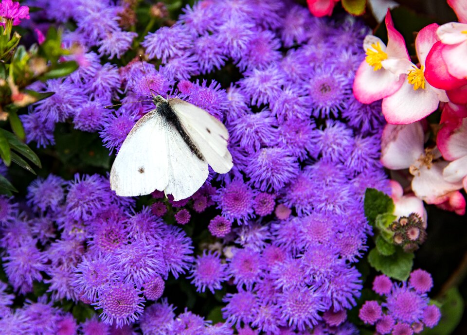 Purple red white