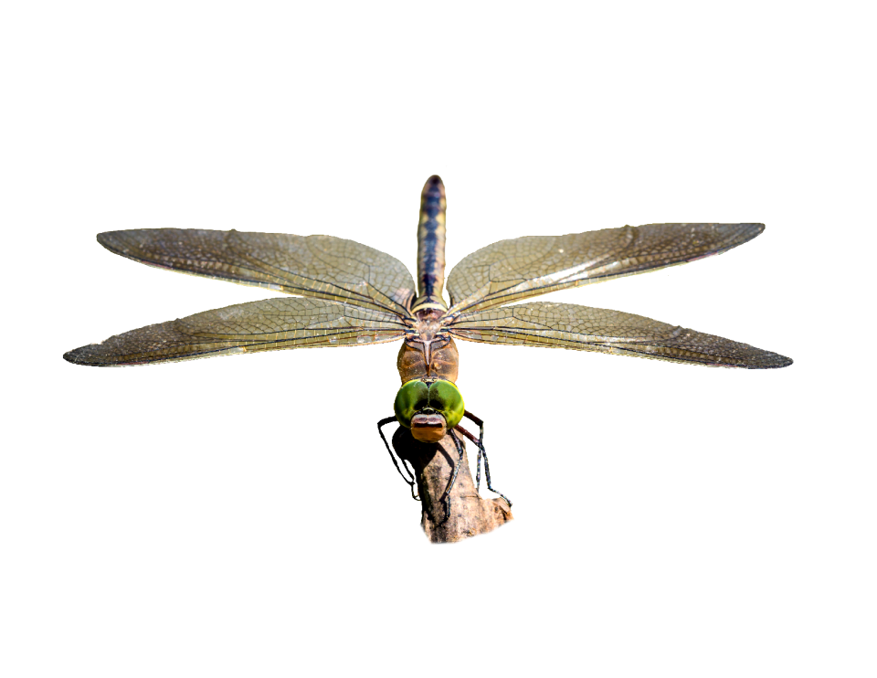 Insect bug