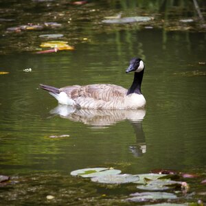 Kathryn albertson park goose wildlife