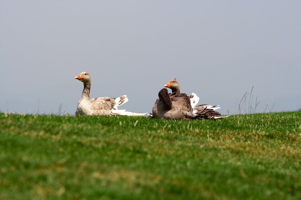 Green ducks birds