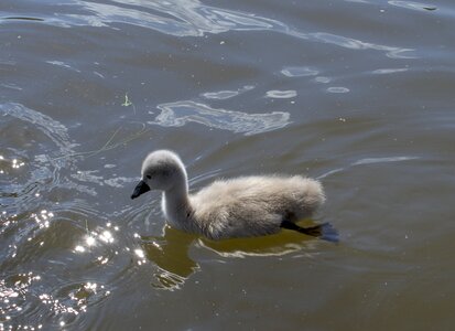 Duck bird water bird swans photo