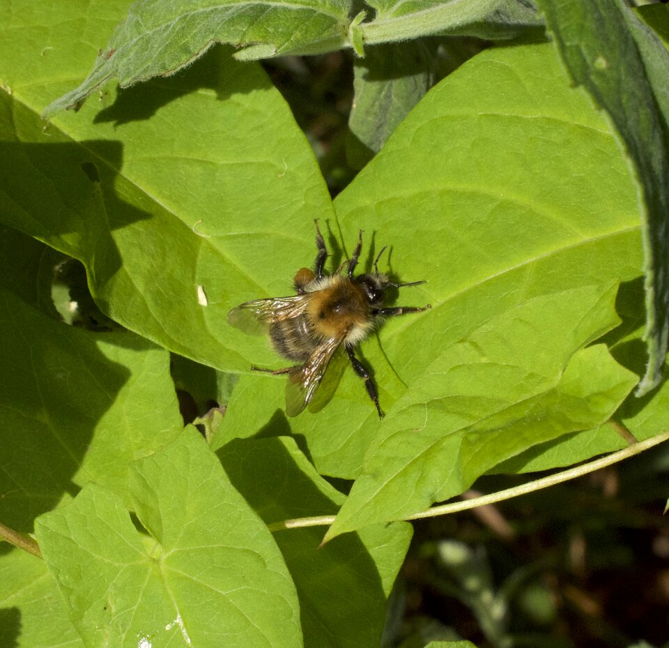 Macro close up nectar photo