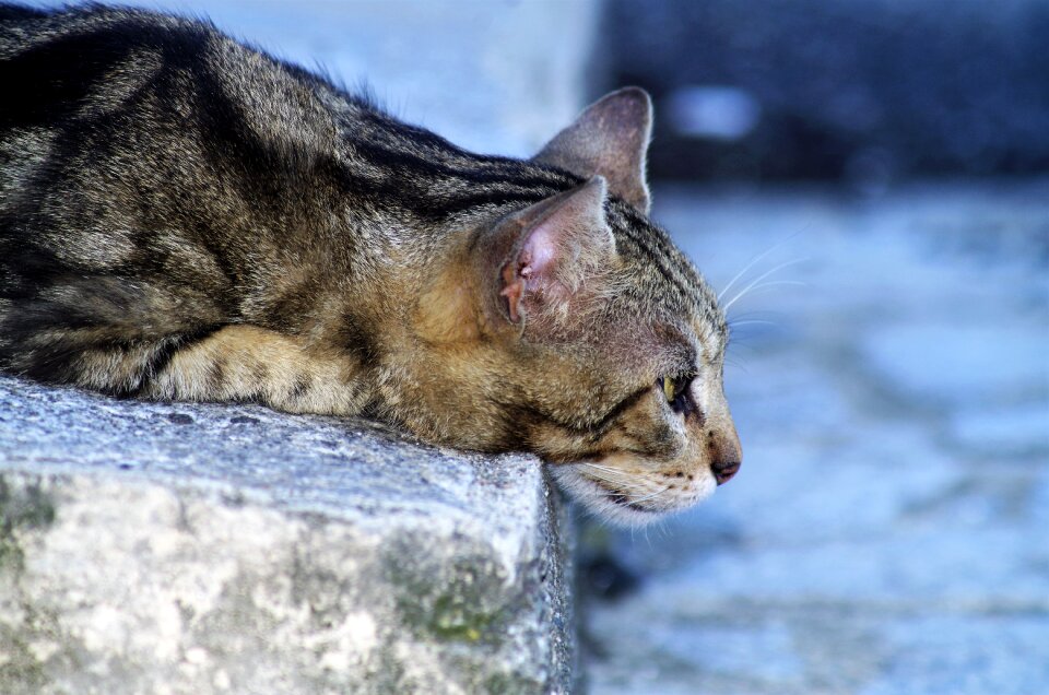 Cat european calico cat stray cat