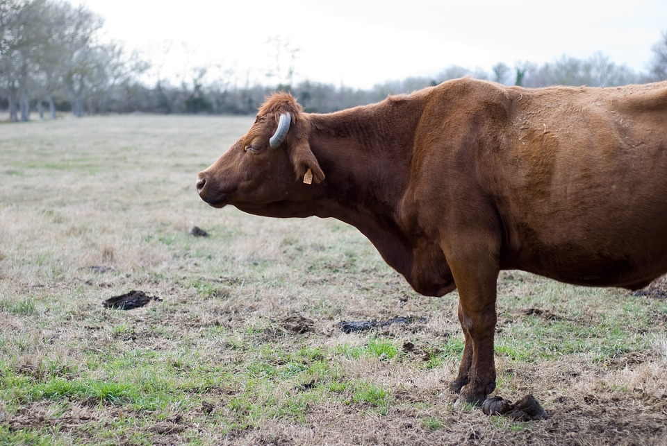 Cattle animal farm