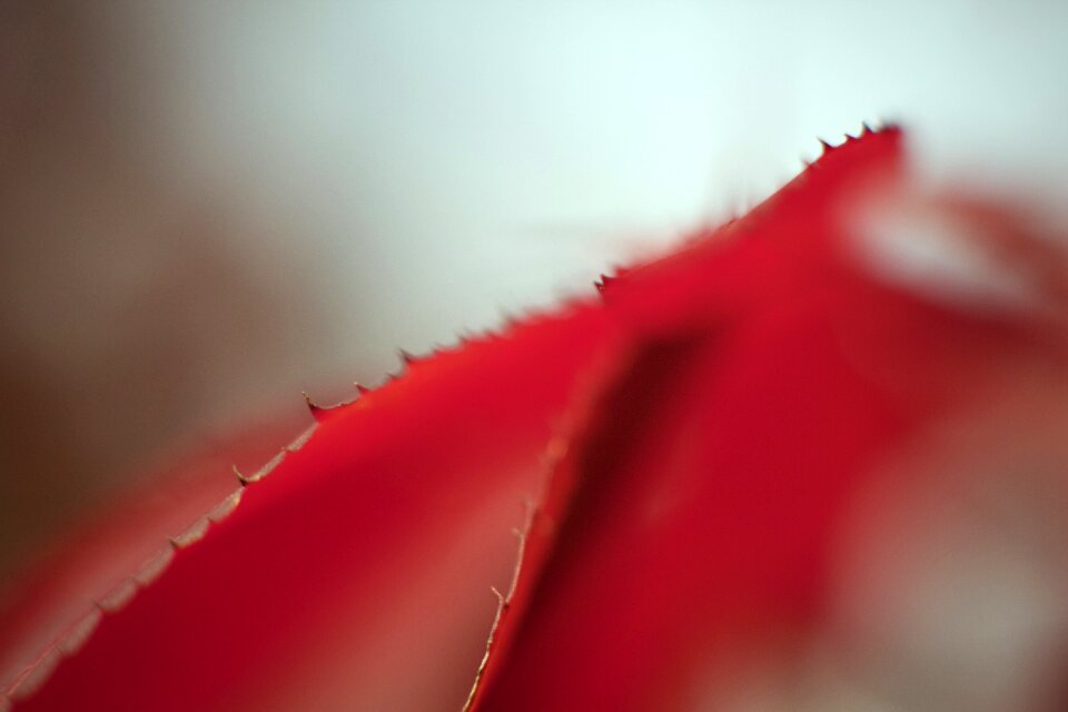 Maple summer texture