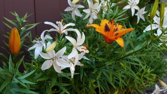 Blossom plant bloom