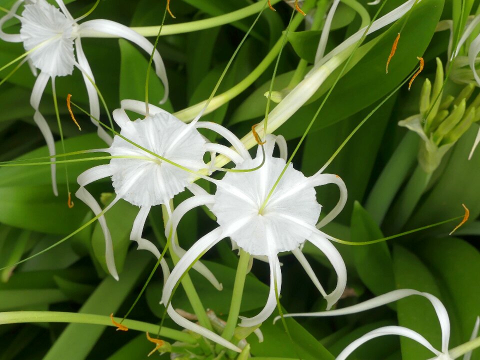 Nature botanical bloom