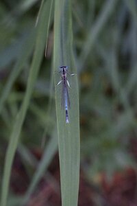 Reed insect spring dragonfly halm photo