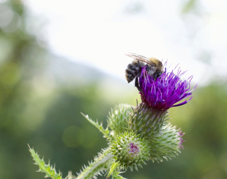 Milk thistle flight insect macro photo