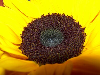 Sunflower yellow closeup photo