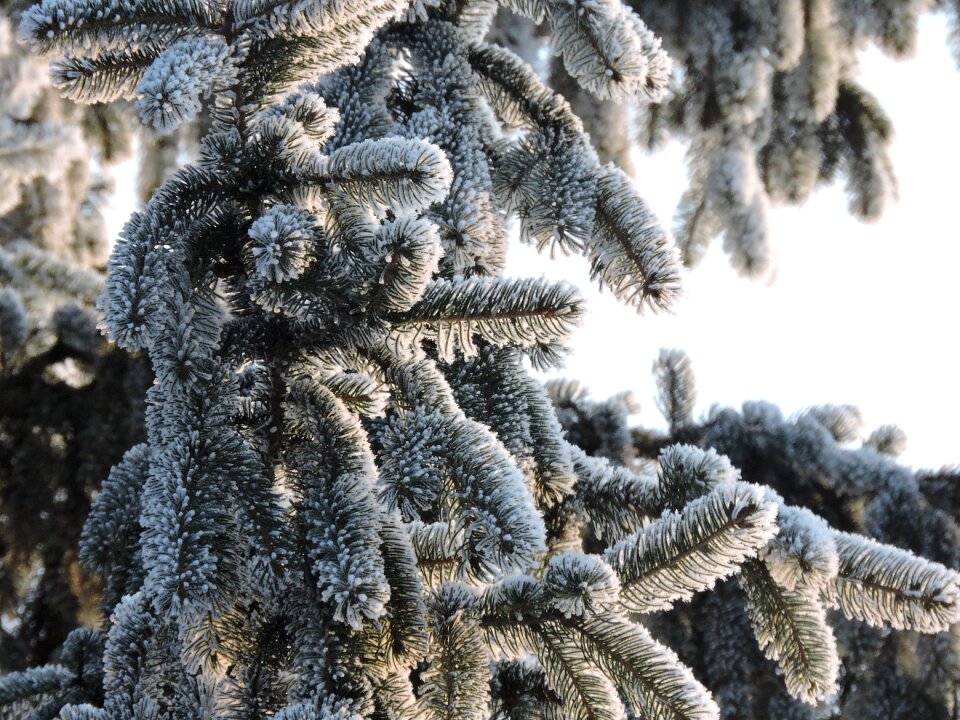 Snow wintry cold
