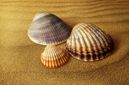 Molluscum shell sand photo