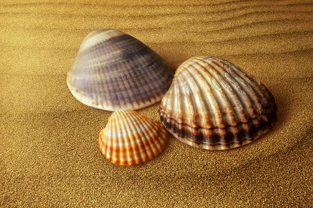 Molluscum shell sand