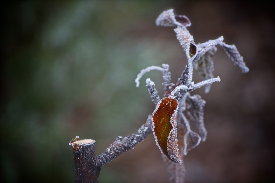 Winter wood flowers