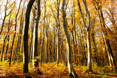 Trees landscape outdoors photo