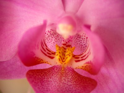 Pink flower closeup