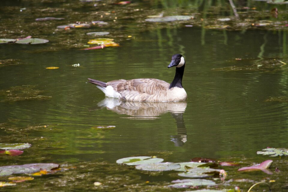 Kathryn albertson park goose wildlife
