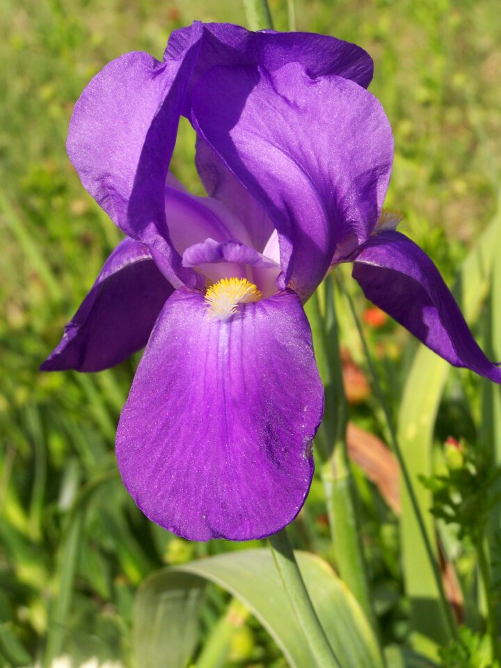 Summer flower blossom