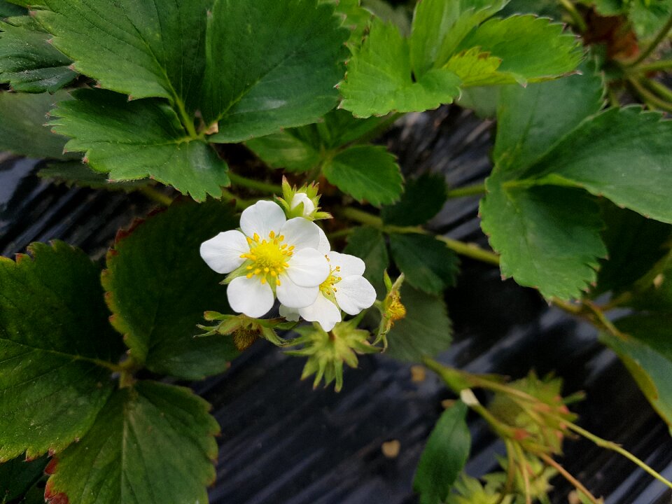 Plants spring strawberry flower
