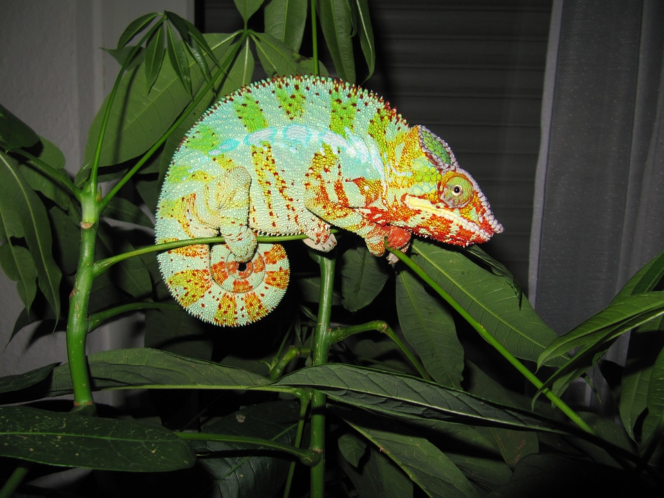 Panther chameleon reptile terraristik photo