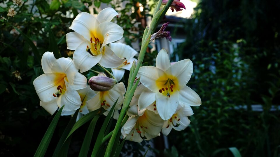 Garden flower photo