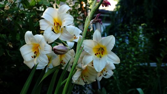Garden flower