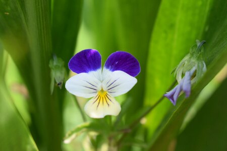 Summer flower nature