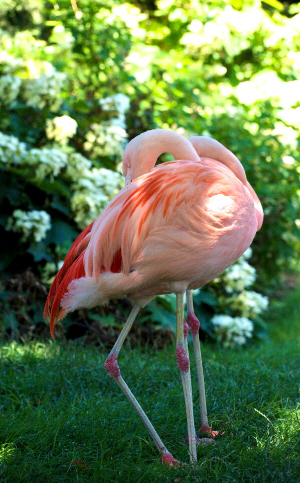 Animal plumage flamingos