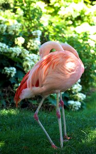 Animal plumage flamingos