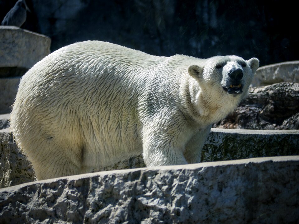 Predator nature animal portrait