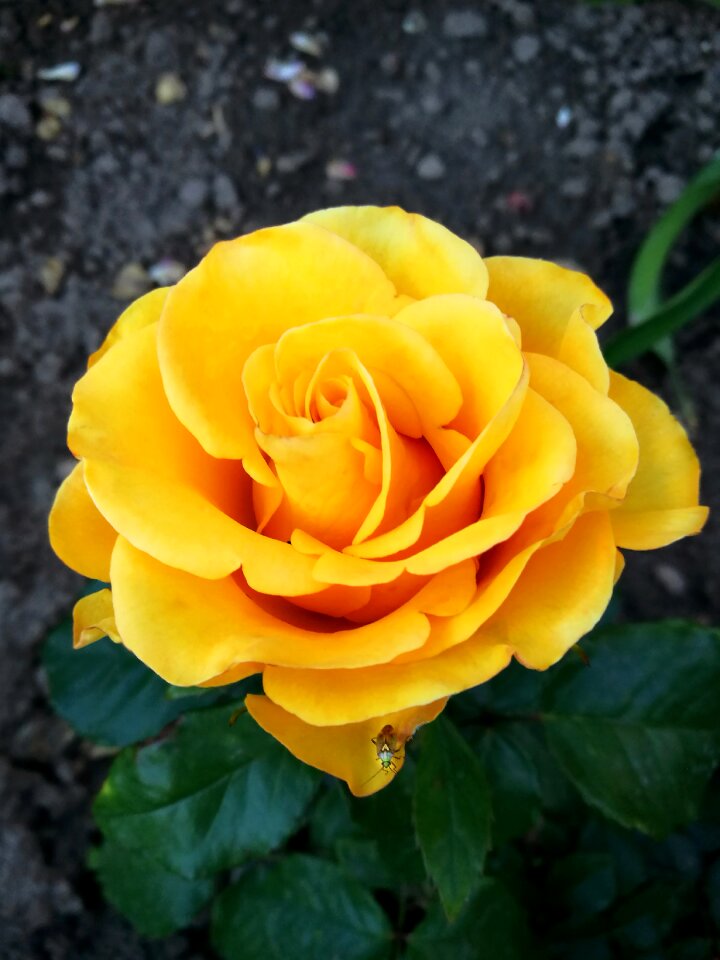 Bloom colorful petals
