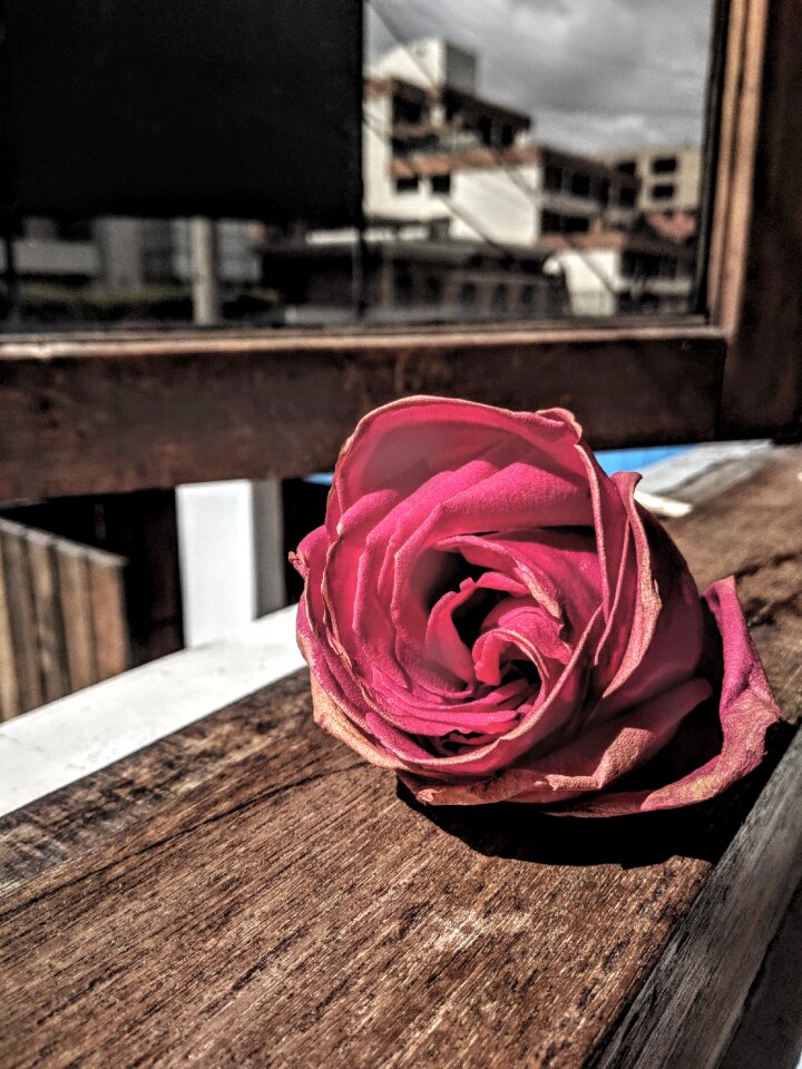 Roses flowers flower