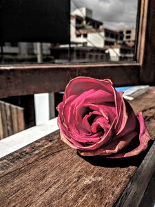 Roses flowers flower